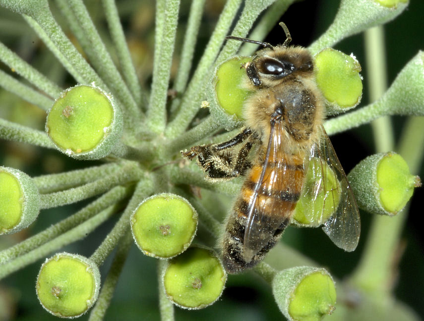 Hedera helix